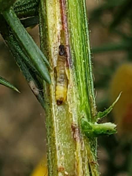 Gorse Midget (Phyllonorycter ulicicolella) photographed in Kent by Phil Ambler 