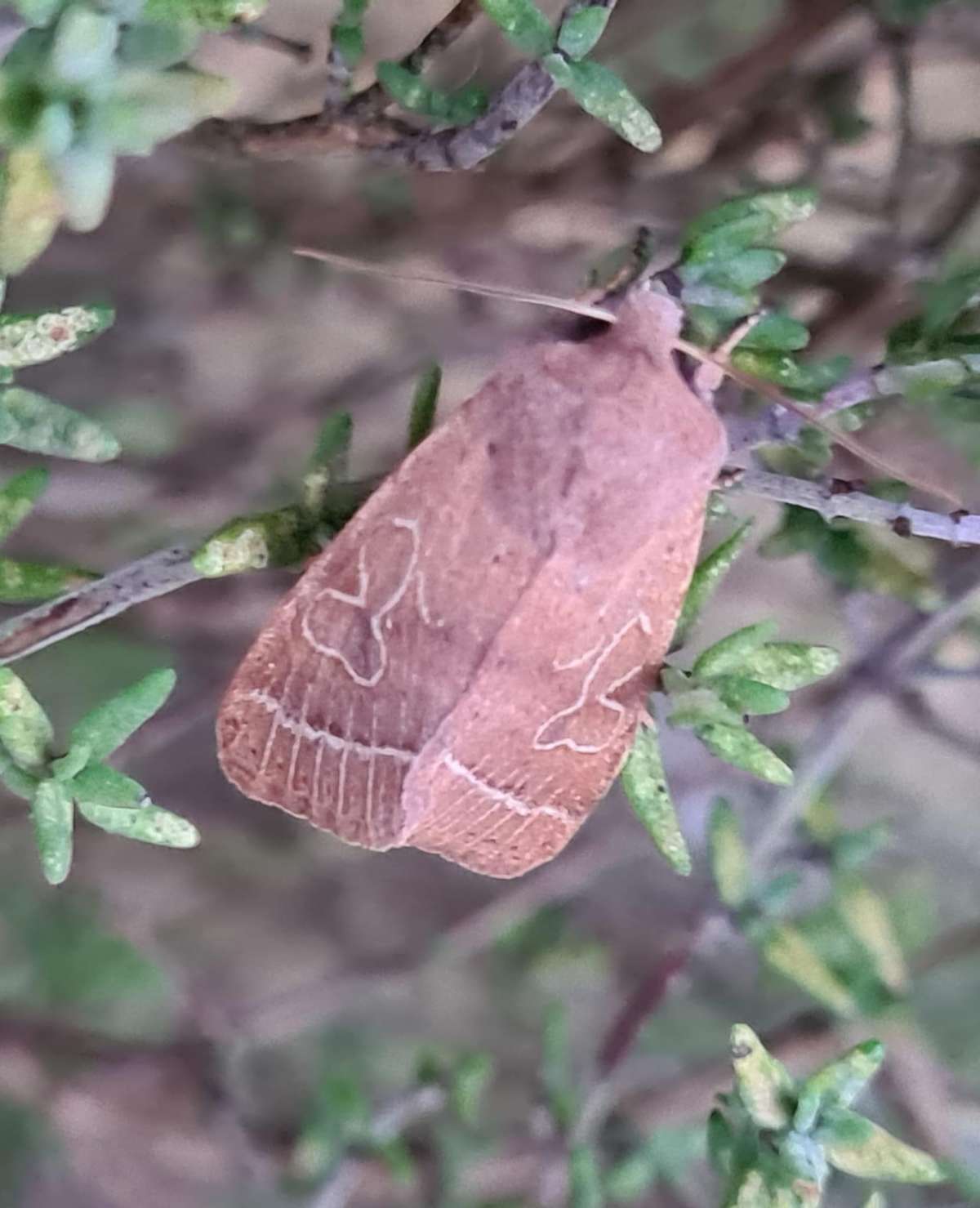 Common Quaker (Orthosia cerasi) photographed at Marden by Karen Latchford