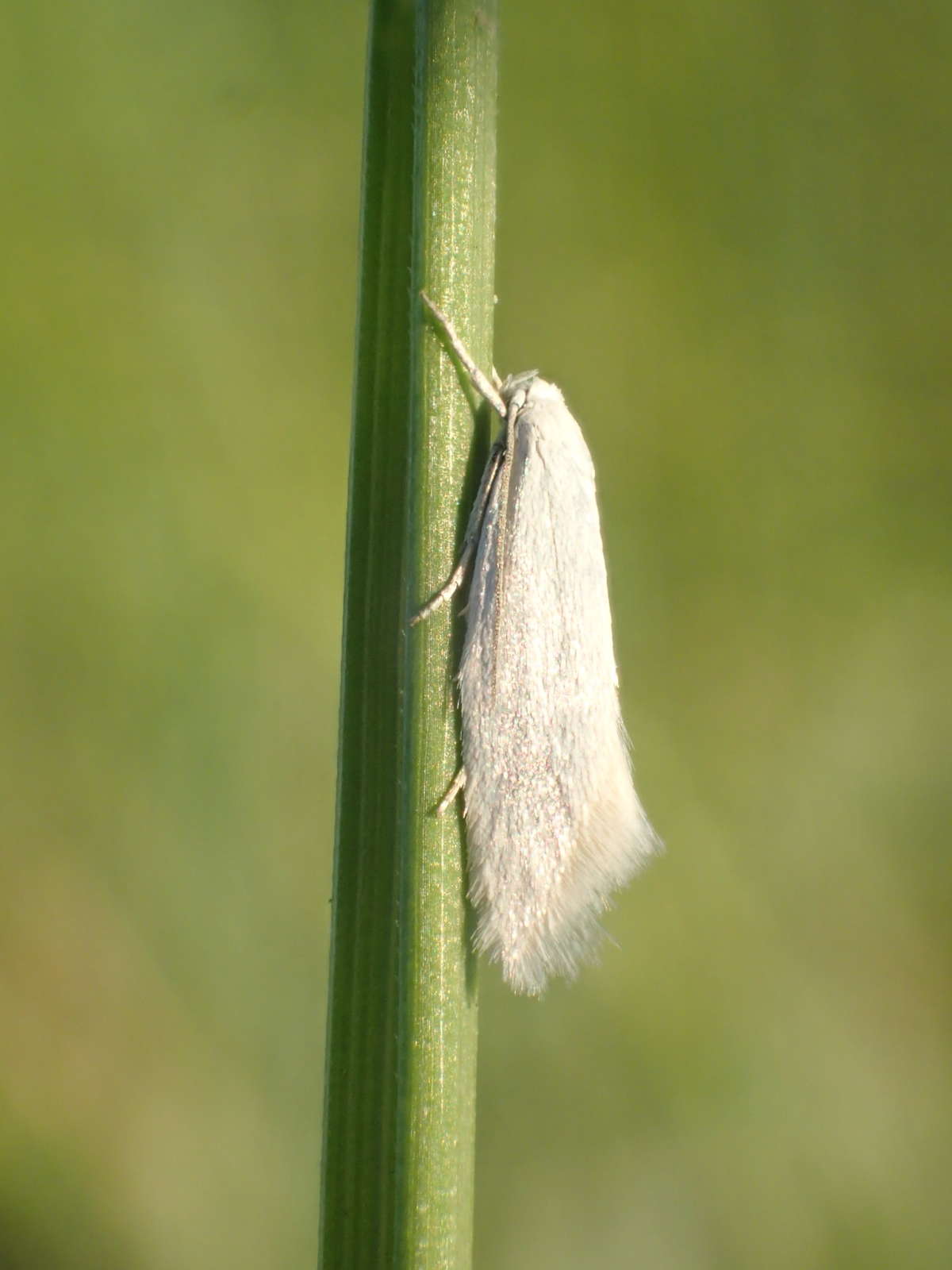 Swan-feather Dwarf (Elachista argentella) photographed at Oare Marshes  by Dave Shenton 