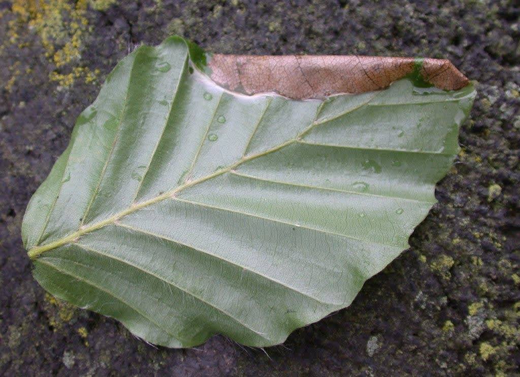 Beech Slender (Parornix fagivora) photographed at Bockhill Country Park  by Ian Roberts