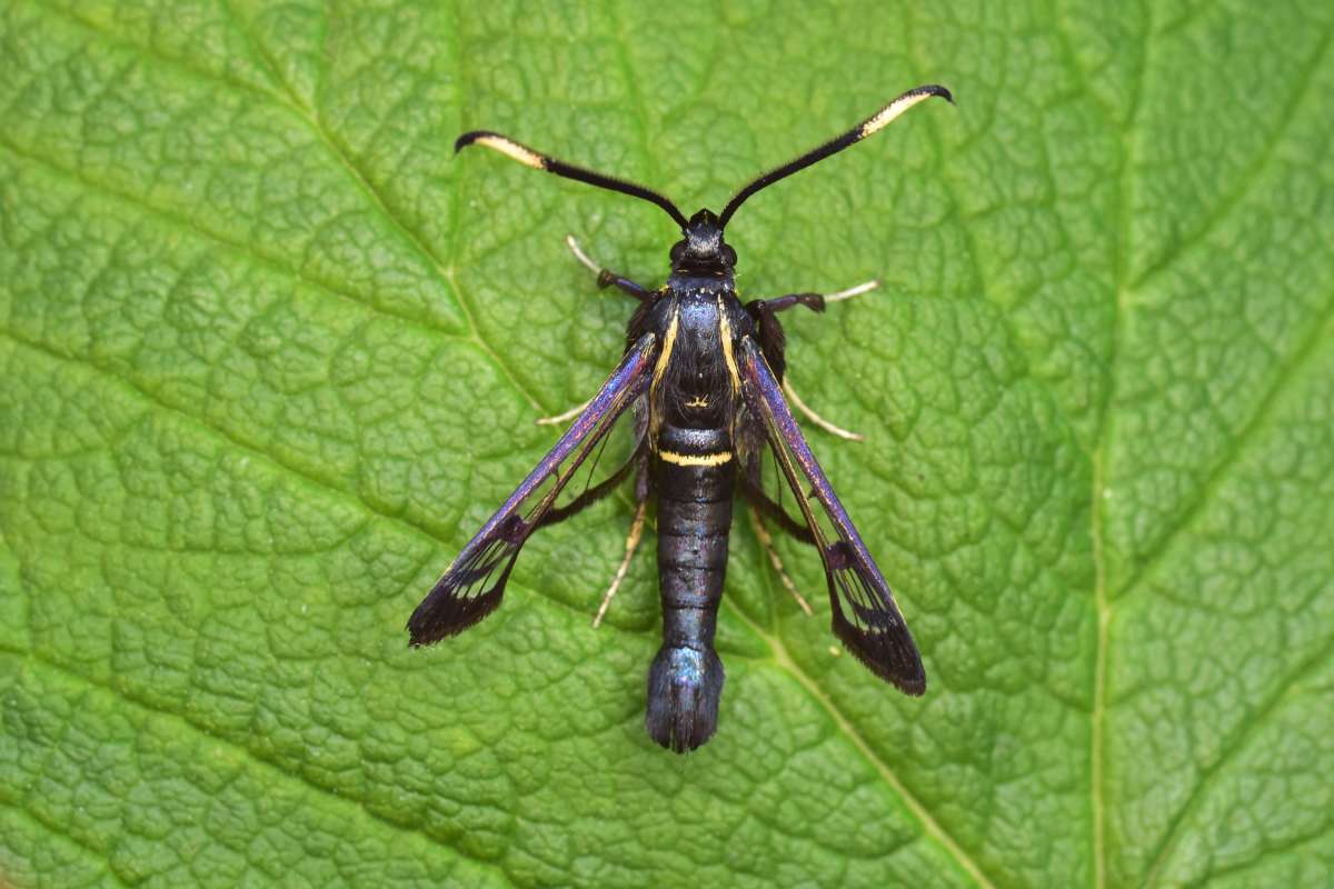 White-barred Clearwing (Synanthedon spheciformis) photographed in Kent by Antony Wren