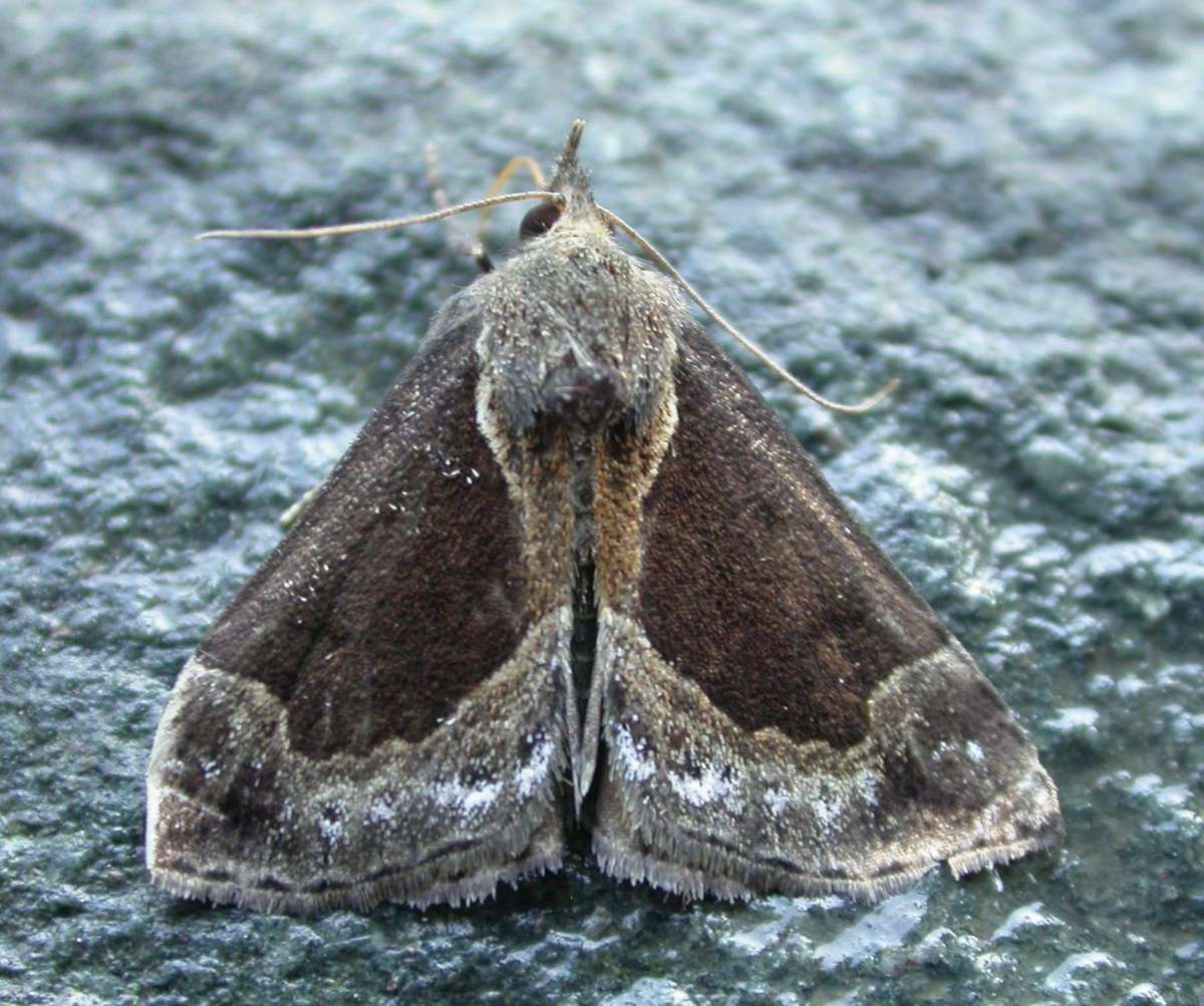 Beautiful Snout (Hypena crassalis) photographed in Kent by Ross Newham 