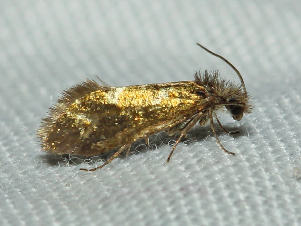 Dyseriocrania subpurpurella | Kent Moths