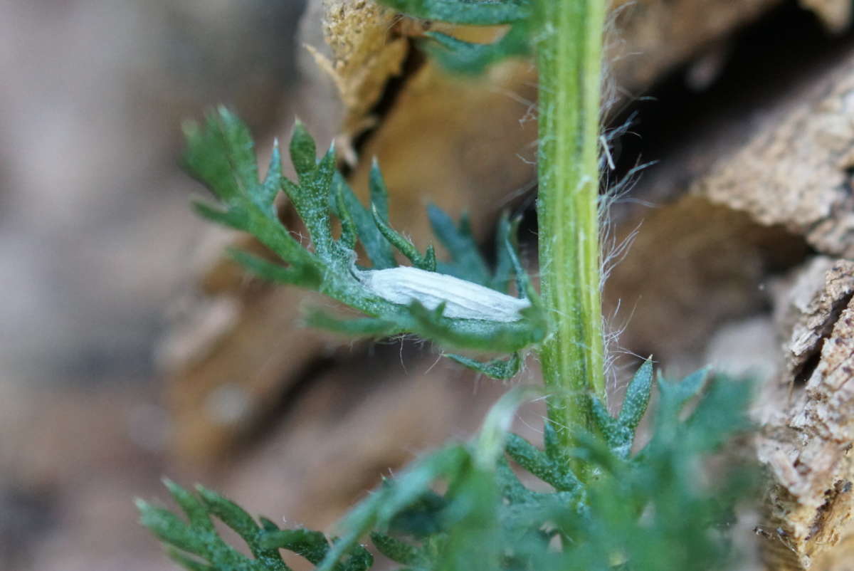 Crested Bent-wing (Bucculatrix cristatella) photographed at Aylesham  by Dave Shenton