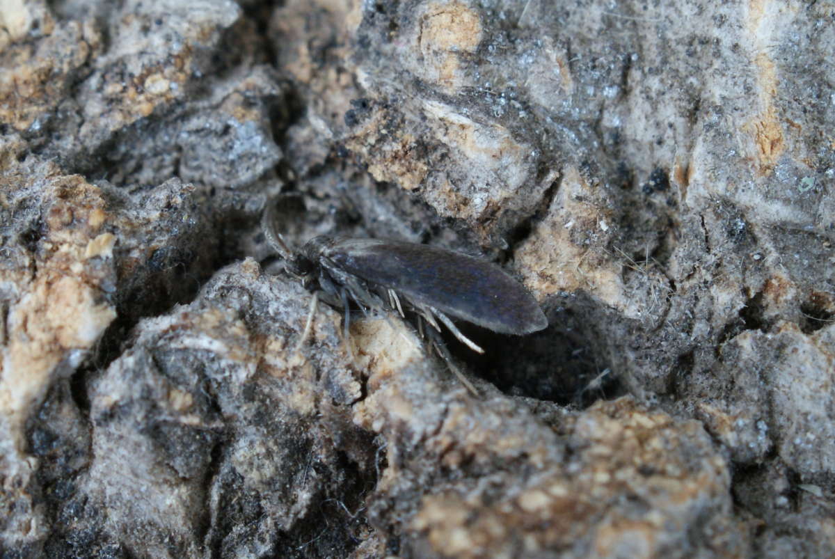 Hart's-tongue Smut (Psychoides verhuella) photographed in Kent by Dave Shenton