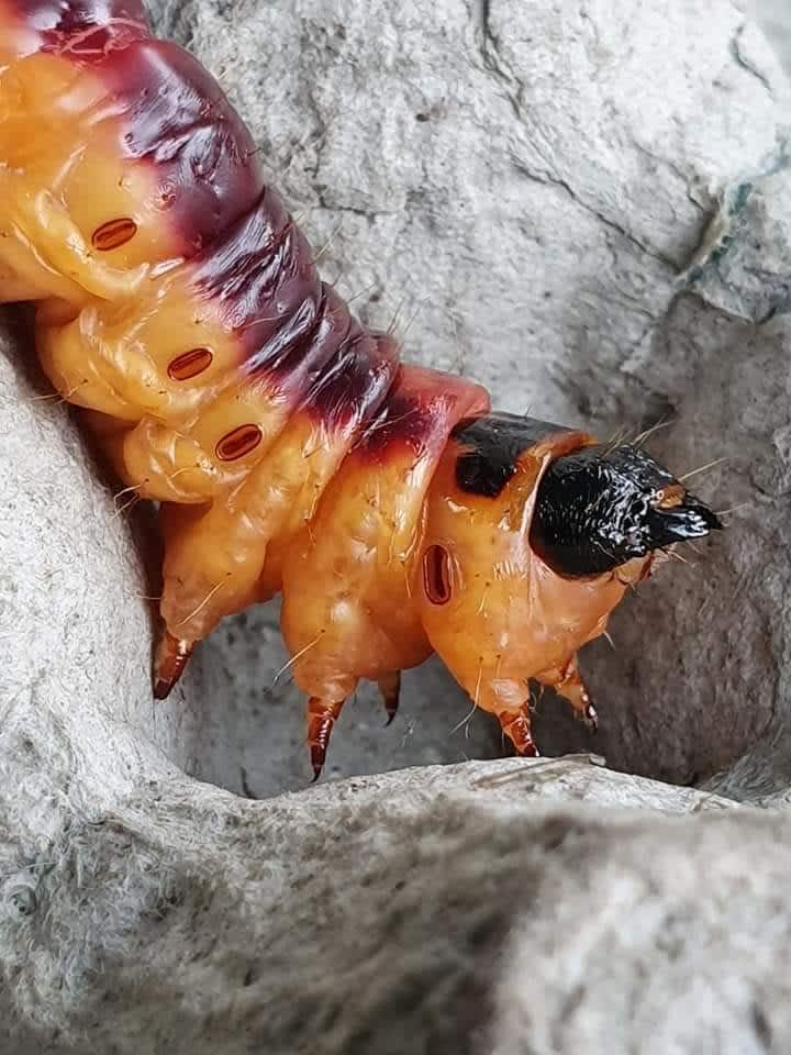 Goat Moth (Cossus cossus) photographed in Kent by Leonard Cooper 