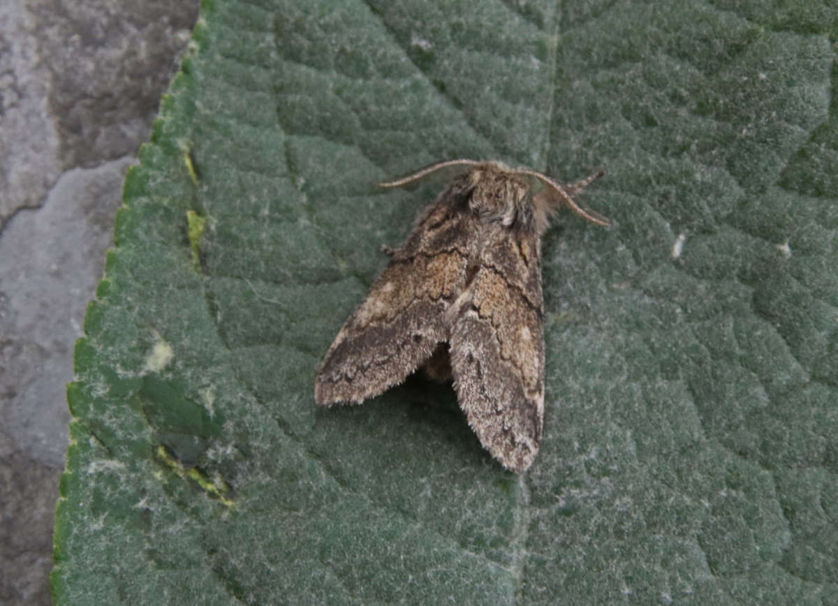 Dusky Marbled Brown (Gluphisia crenata) photographed at Sandwich  by Ian Hodgson 
