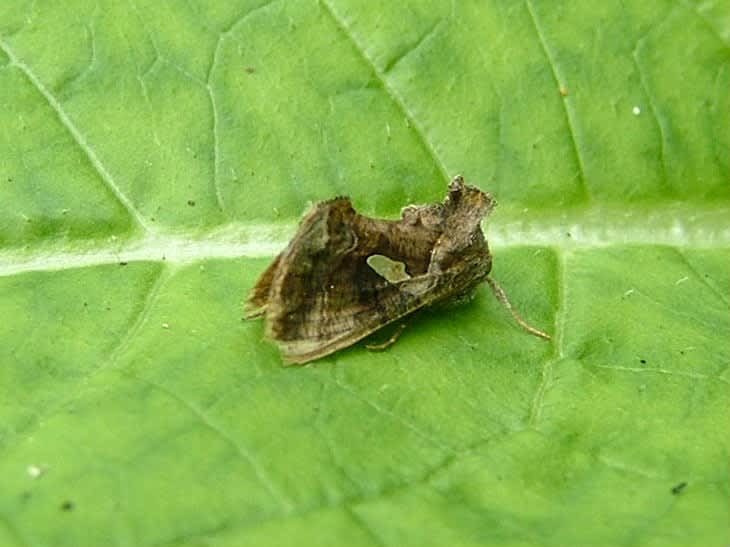 Golden Twin-spot (Chrysodeixis chalcites) photographed at Densole  by Tony Rouse