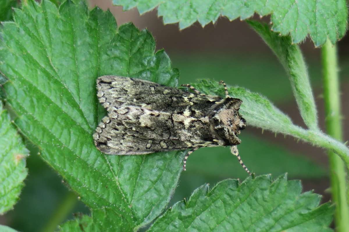 Frosted Green (Polyploca ridens) photographed at Hothfield  by Terry Dunk
