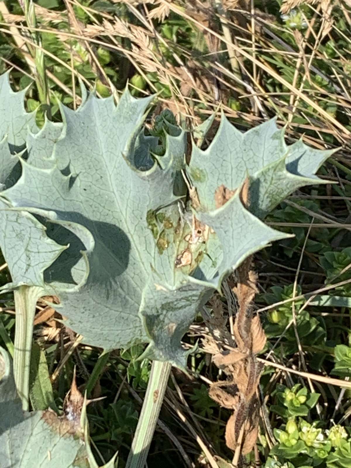 Sea-holly Flat-body (Agonopterix cnicella) photographed in Kent by Dave Shenton