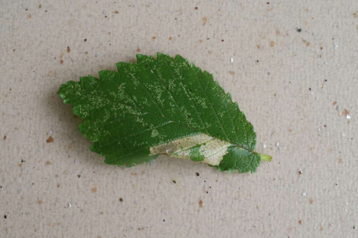 Small Elm Midget (Phyllonorycter schreberella) photographed in Kent by Dave Shenton