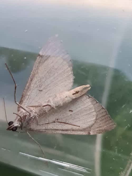 Treble-bar (Aplocera plagiata) photographed in Kent by Francesca Partridge 