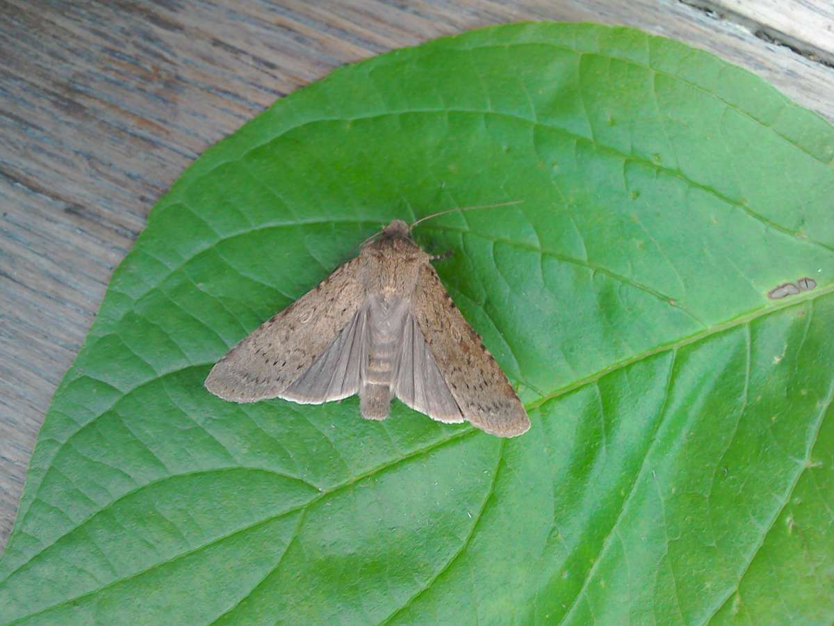 Dotted Rustic Kent Moths