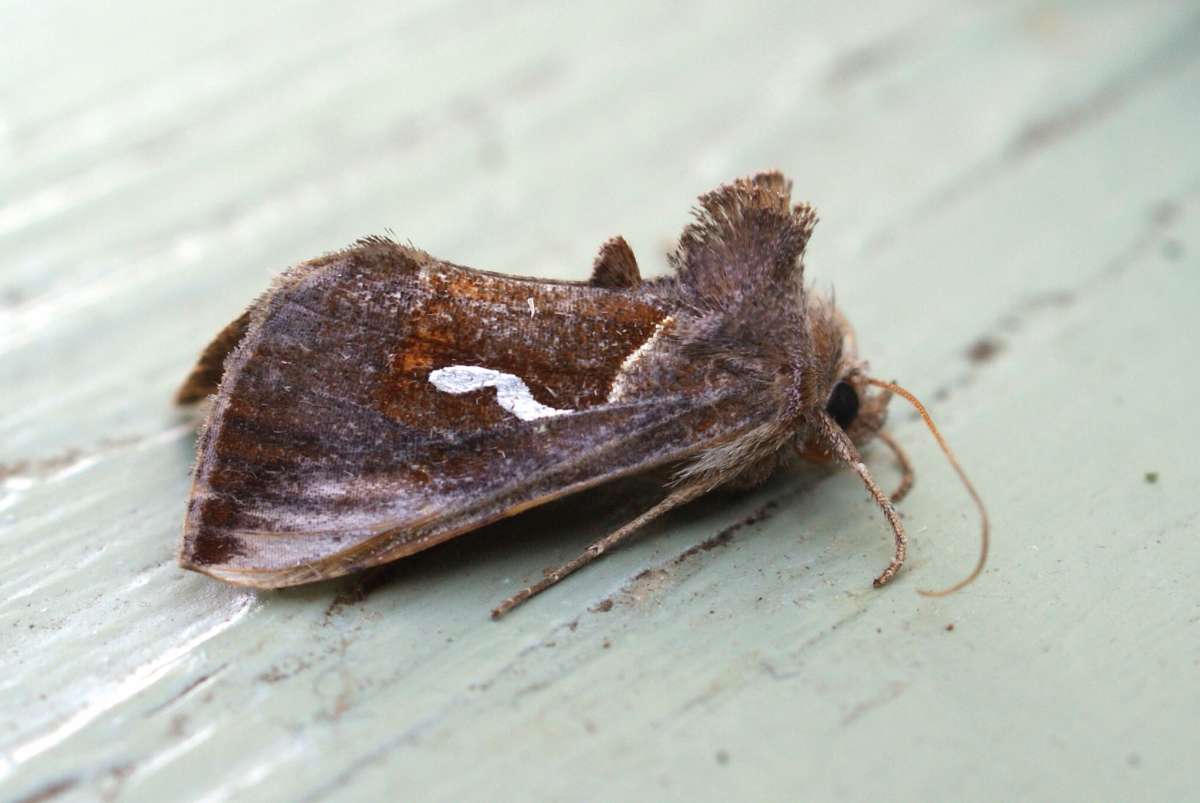 Dewick's Plusia (Macdunnoughia confusa) photographed in Kent by Dave Shenton 