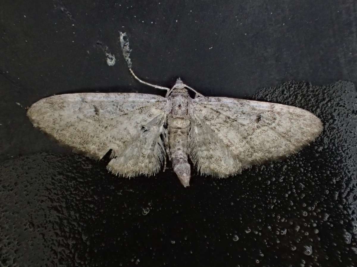 Pauper Pug (Eupithecia egenaria) photographed in Kent by Andrew Stanger 