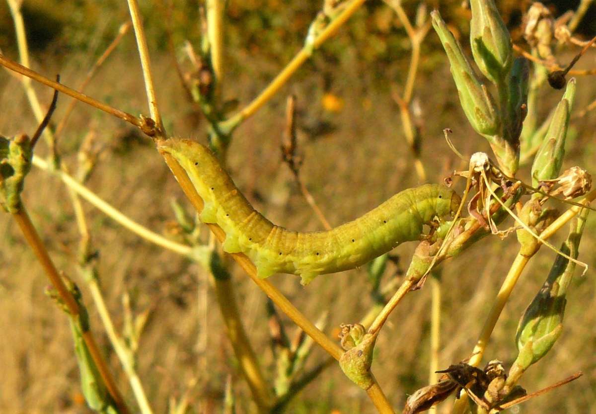 Small Ranunculus | Kent Moths