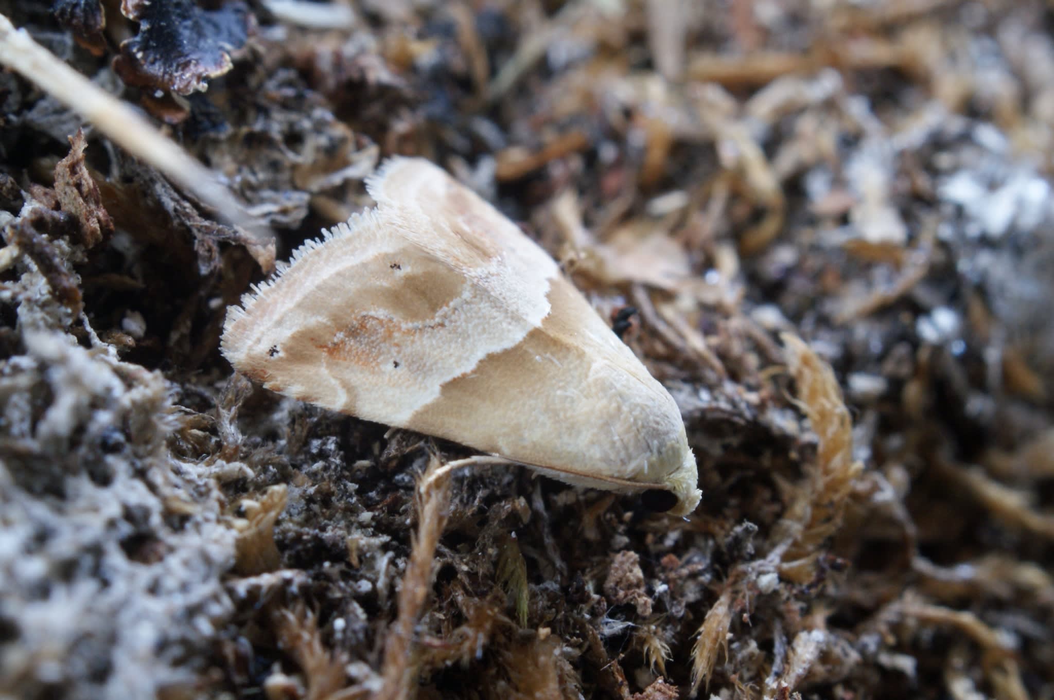 Small Marbled (Eublemma parva) photographed at Las Descargues, France  by Dave Shenton