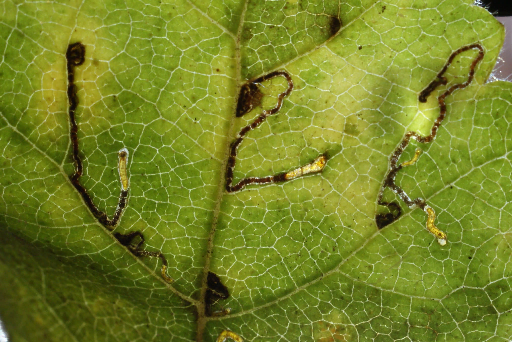 Common Birch Pigmy (Stigmella betulicola) photographed at Betteshanger Park, Sholden  by Dave Shenton