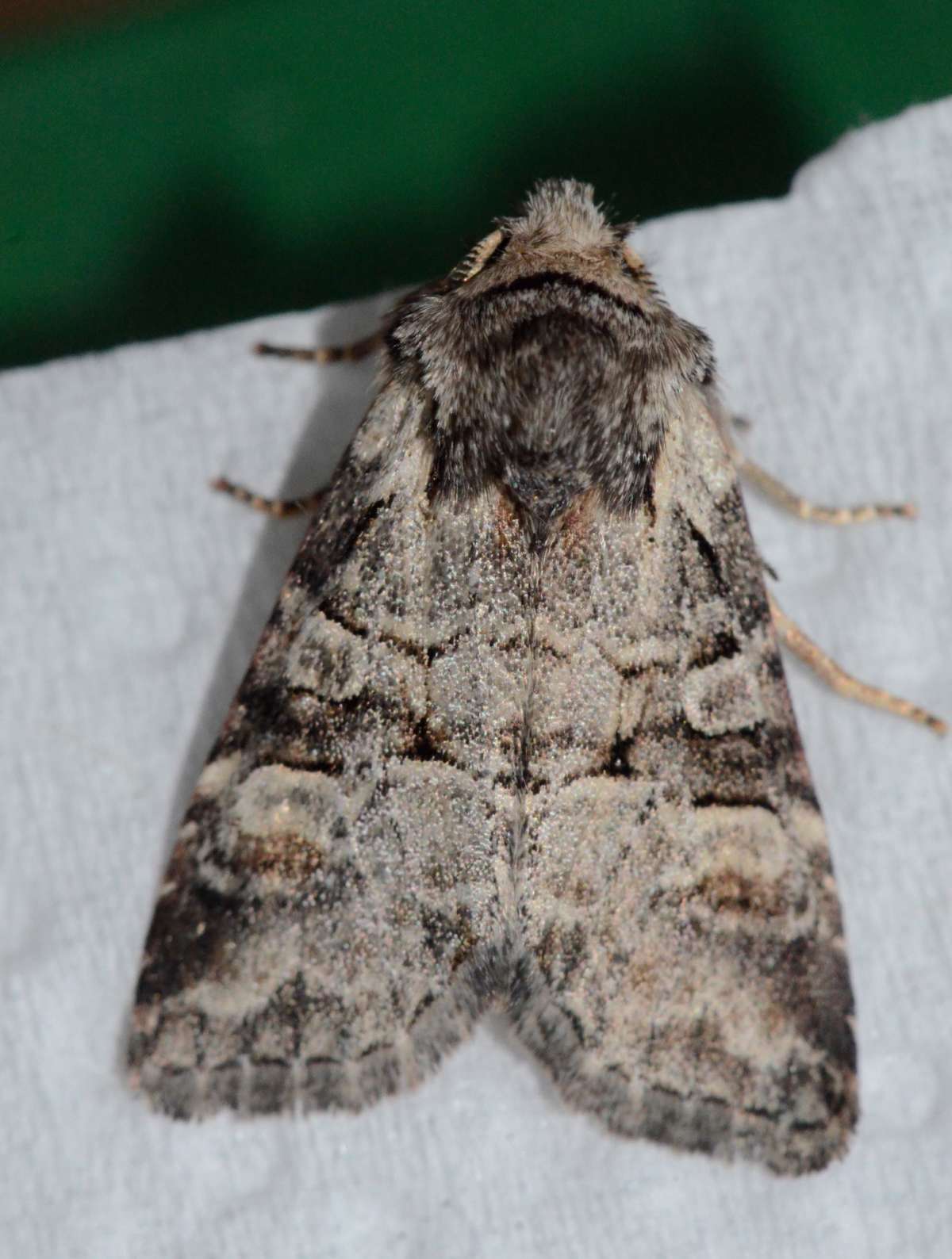 Minor Shoulder-knot (Brachylomia viminalis) photographed at Hucking  by Alan Stubbs 