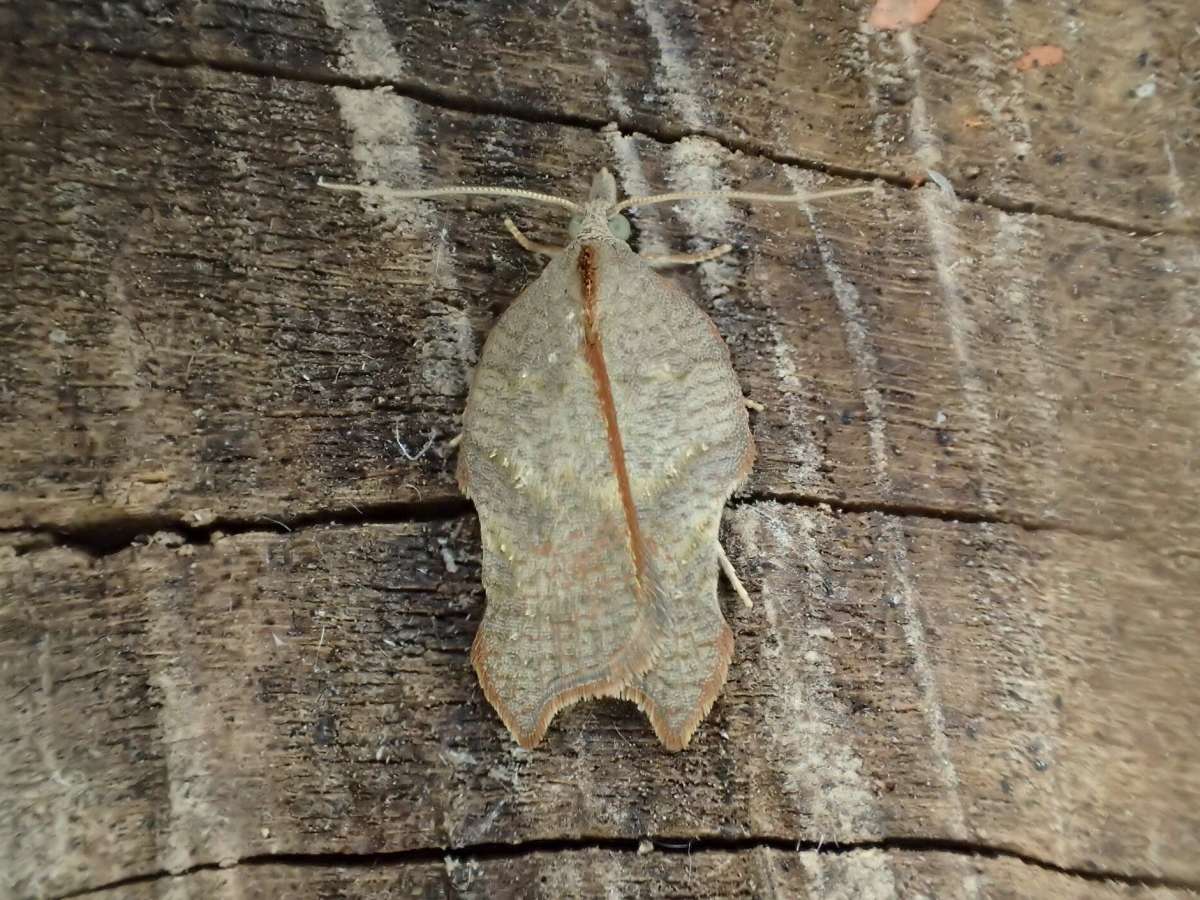 Notch-wing Button (Acleris emargana) photographed in Kent by Dave Shenton 