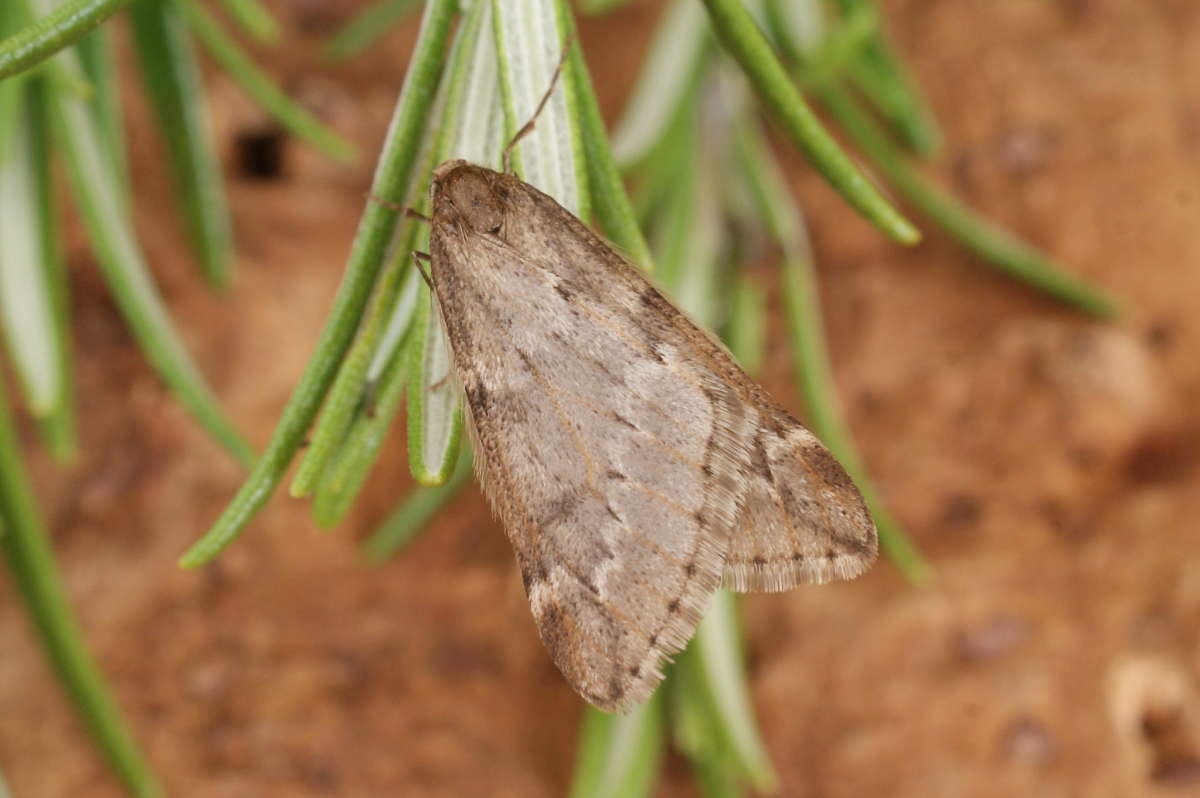 March Moth (Alsophila aescularia) photographed at Aylesham  by Dave Shenton 