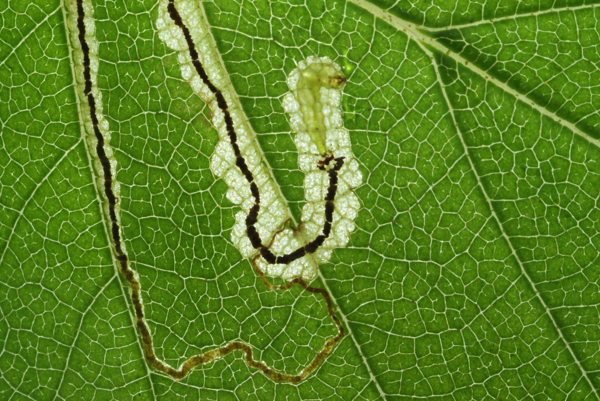 Stigmella lapponica | Kent Moths