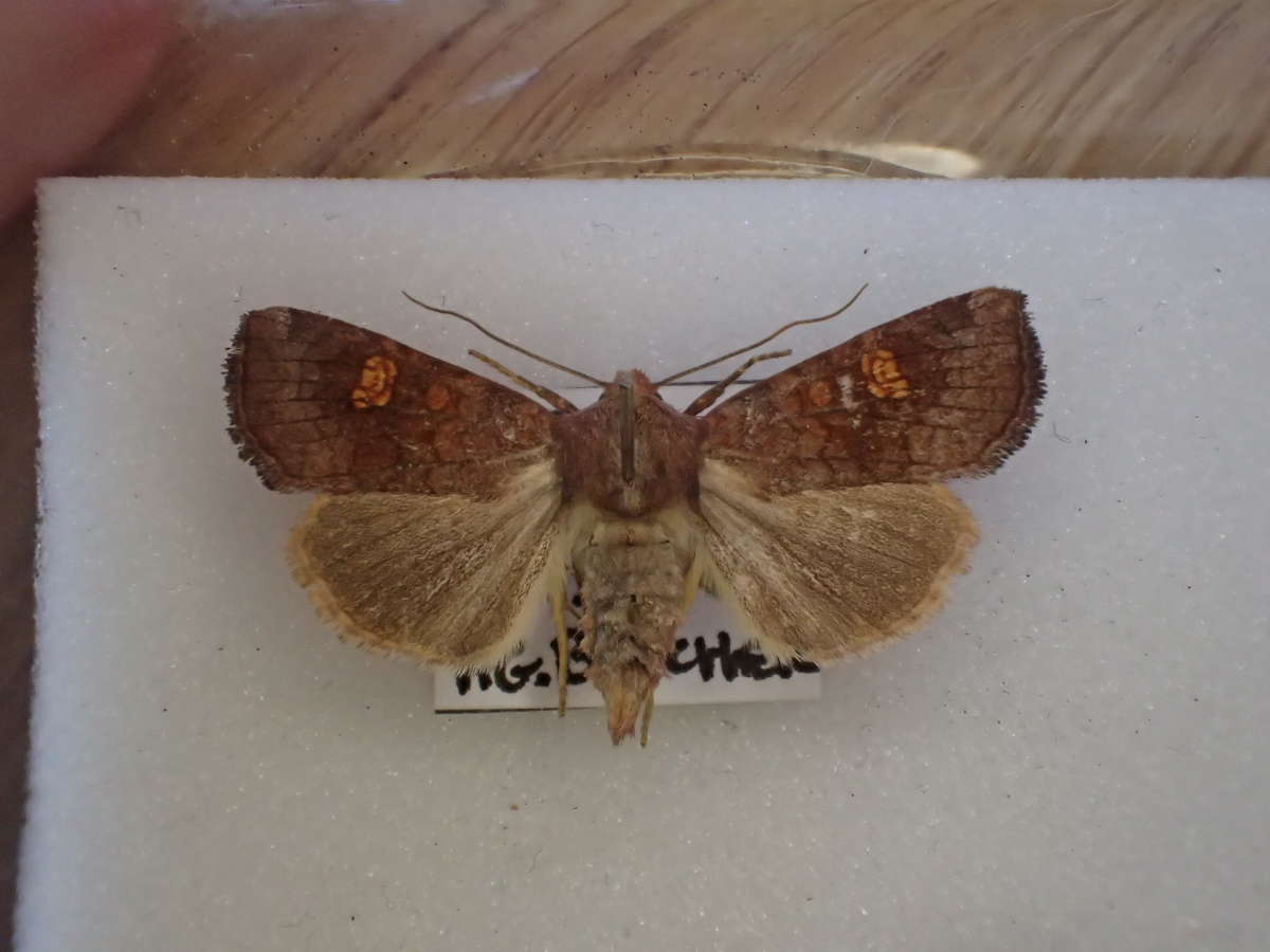 Ear Moth (Amphipoea oculea) photographed at Grain by Dave Shenton 