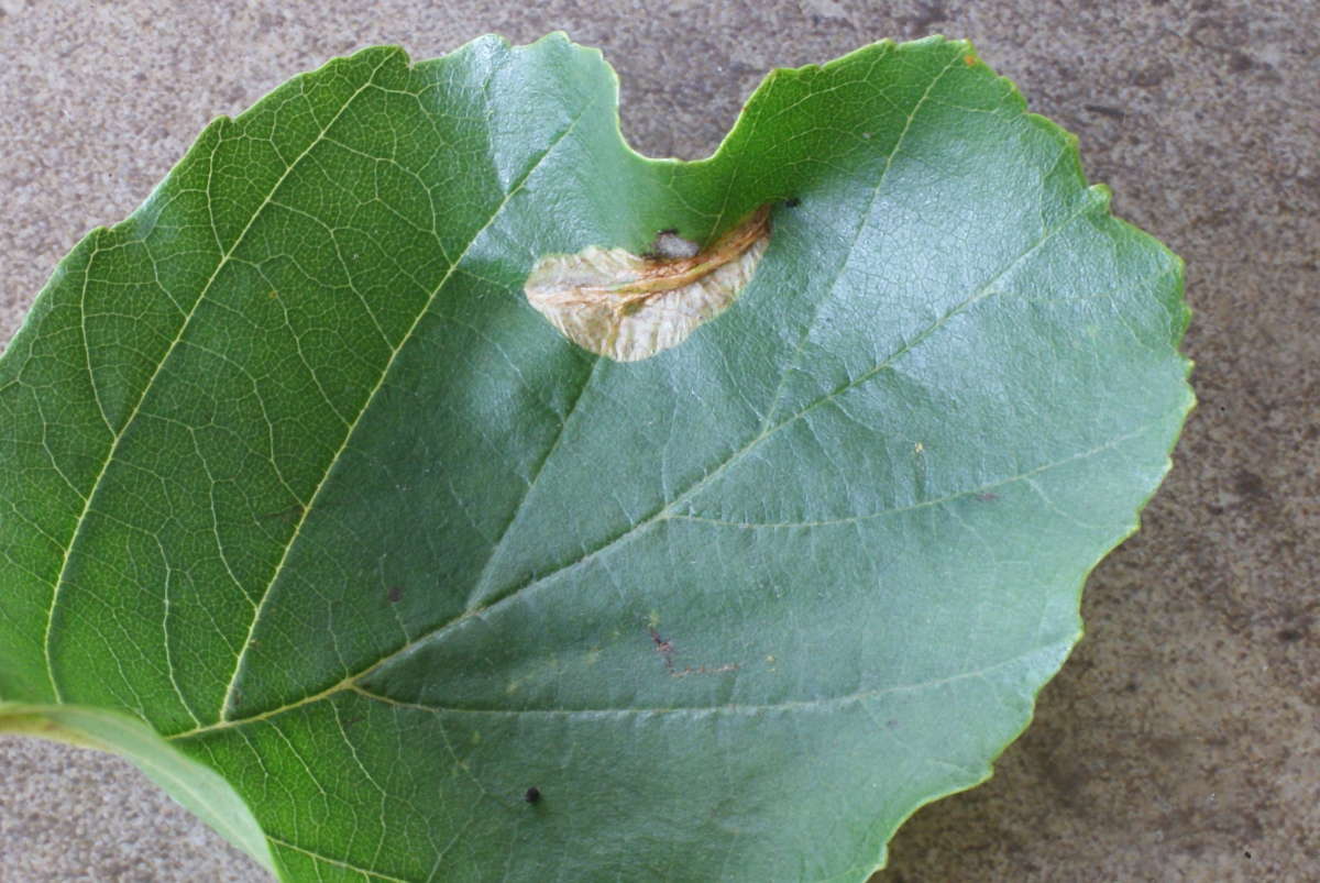 Small Alder Midget (Phyllonorycter stettinensis) photographed in Kent by Dave Shenton 