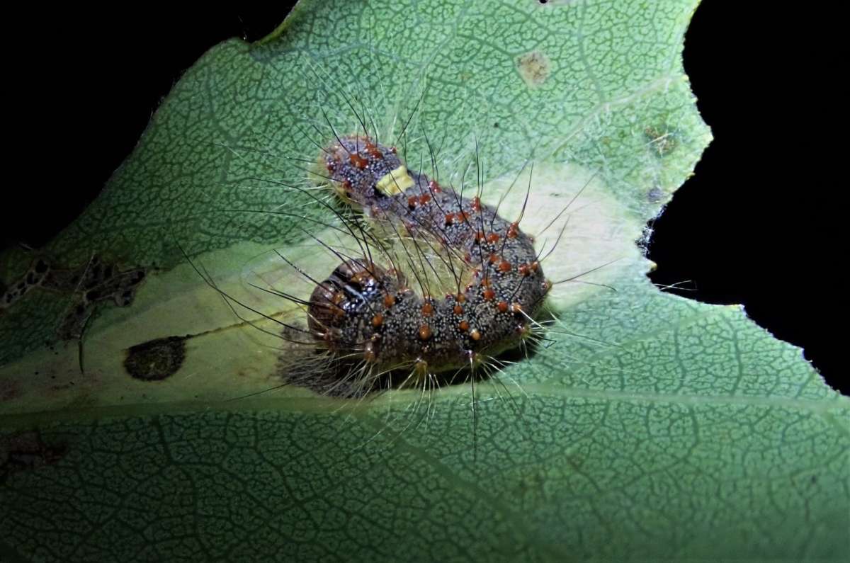 Poplar Grey (Subacronicta megacephala) photographed in Kent by John Dale 