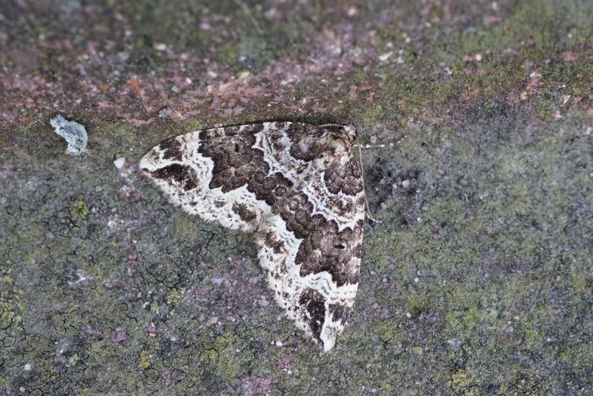 Water Carpet (Lampropteryx suffumata) photographed at Upper Mystole Park Farm  by Dave Shenton 