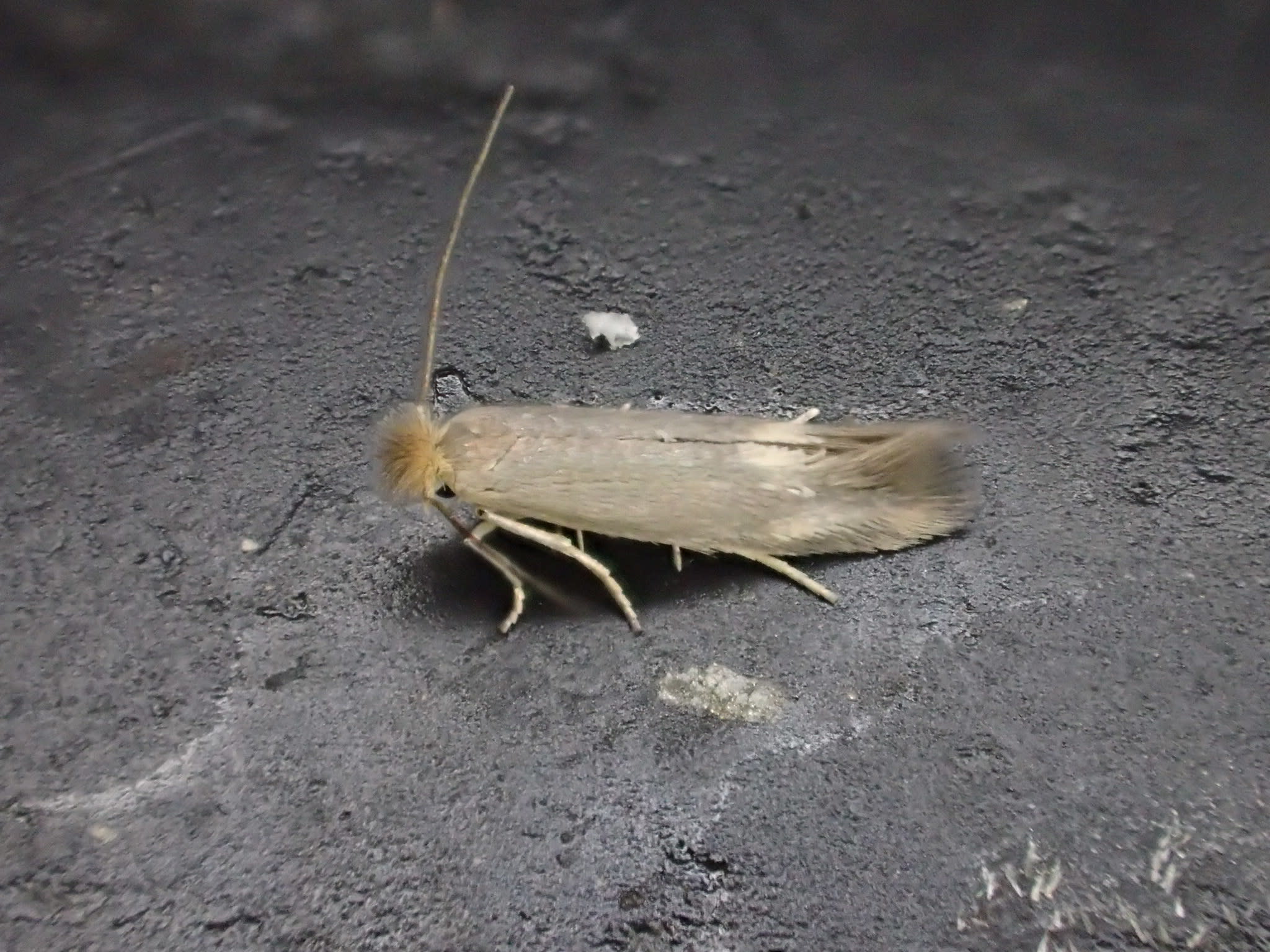 Crested Bent-wing (Bucculatrix cristatella) photographed at Aylesham by Dave Shenton