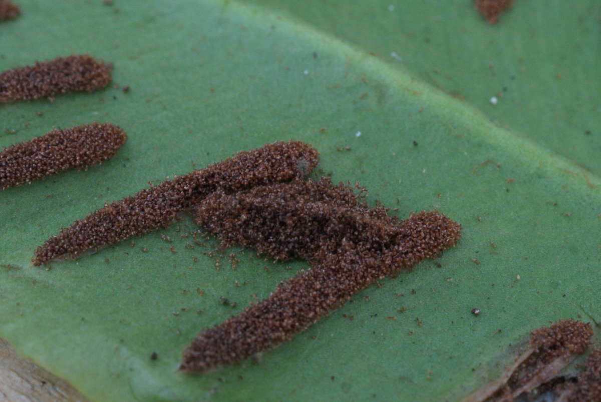 Hart's-tongue Smut (Psychoides verhuella) photographed in Kent by Dave Shenton 