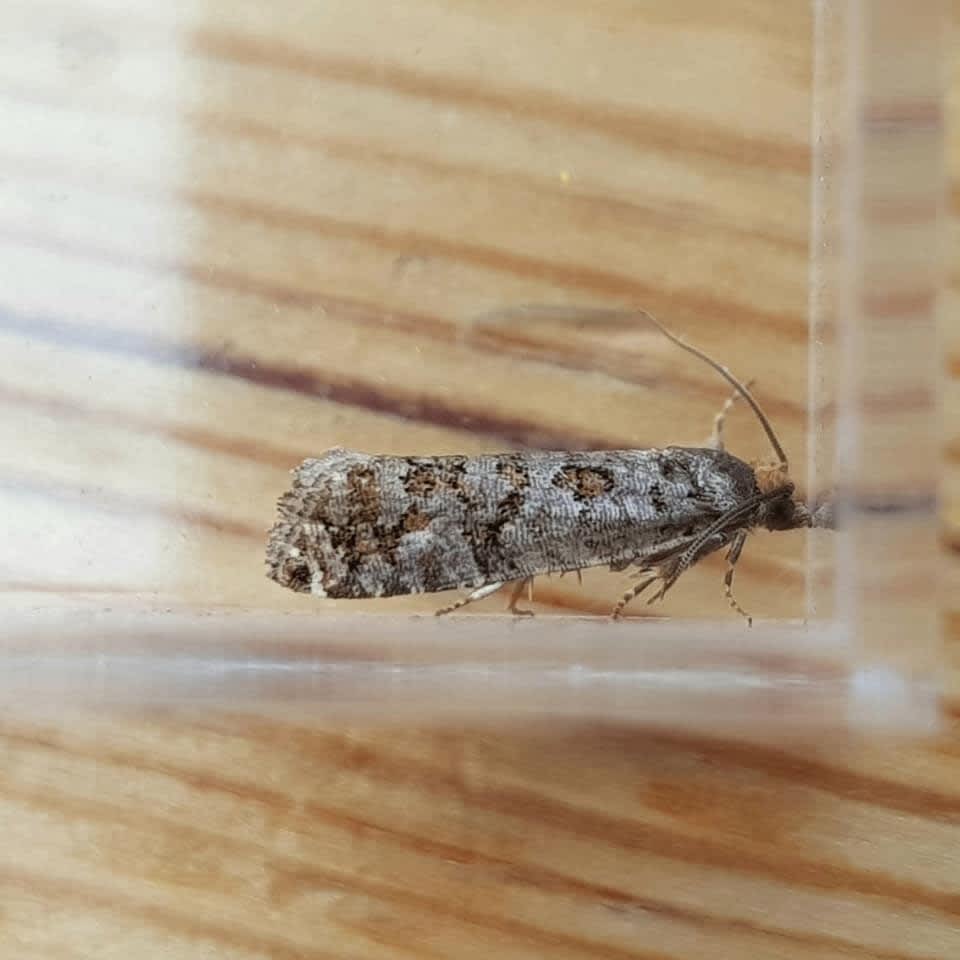 Pine Cone Tortrix (Gravitarmata margarotana) photographed at Bromley by Thomas Miller