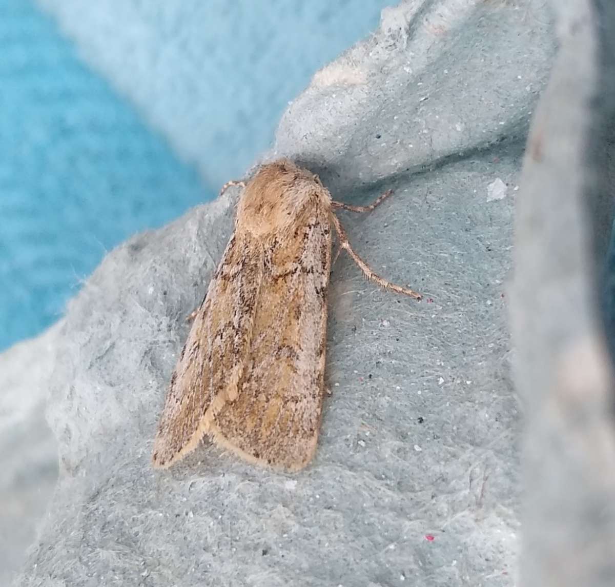 Sand Dart (Agrotis ripae) photographed at Ruckinge  by Bernard Boothroyd 