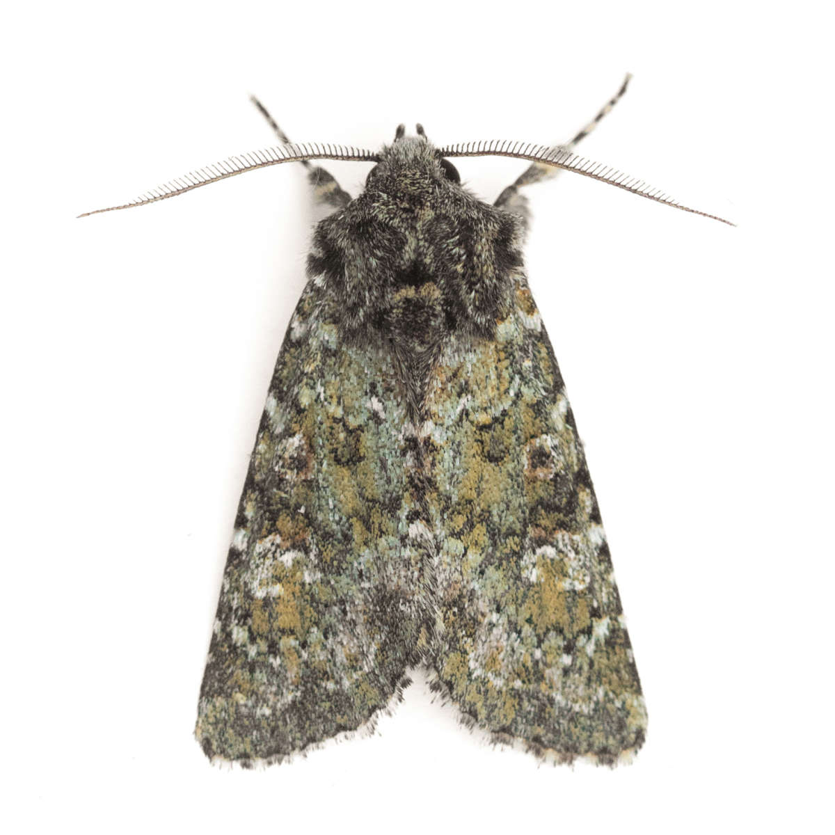 Kent Moths