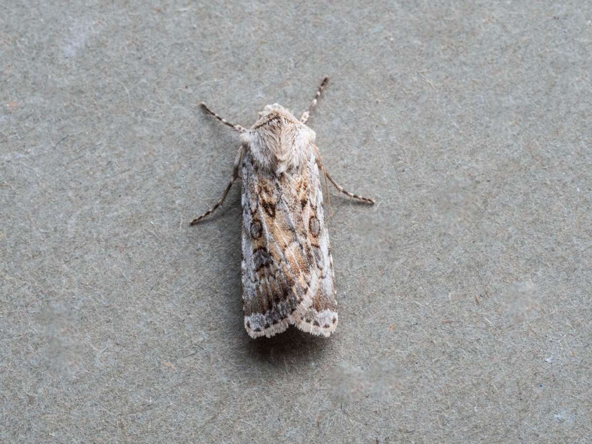 Sand Dart (Agrotis ripae) photographed in Kent by Brian Summerfield 