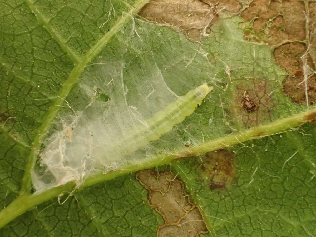 Long-horned Flat-body (Carcina quercana) photographed in Kent by Dave Shenton