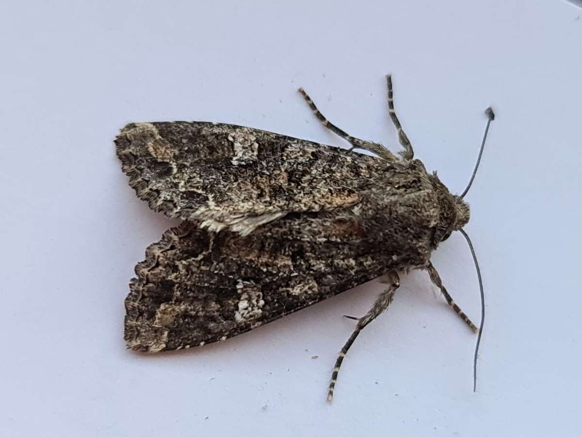 Cabbage Moth Kent Moths