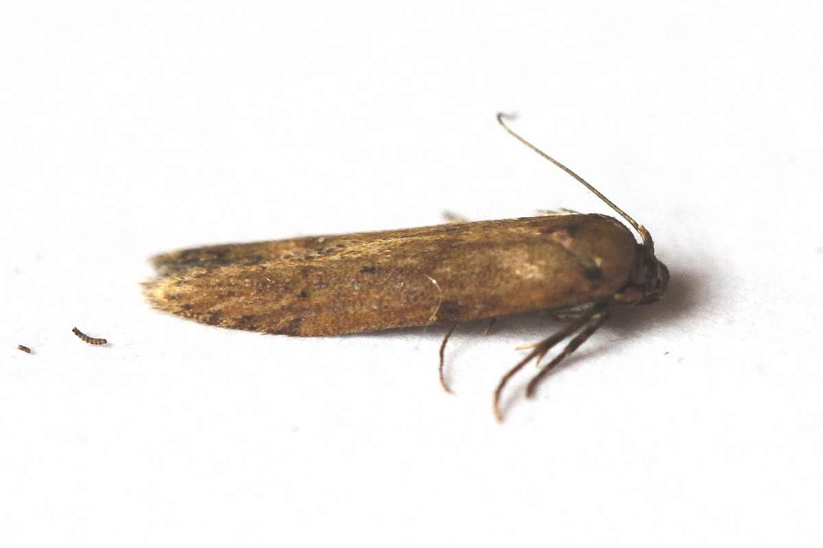 Blastobasis vittata | Kent Moths