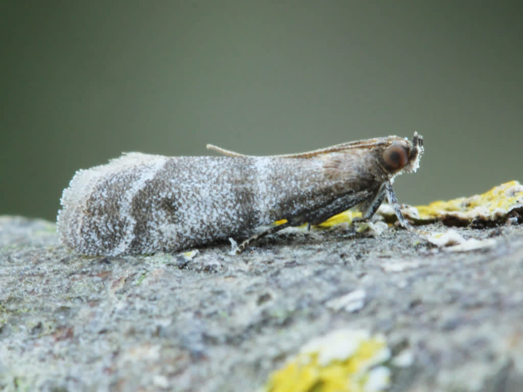Pine-blossom Knot-horn (Vitula biviella) photographed in Kent by D Beadle 