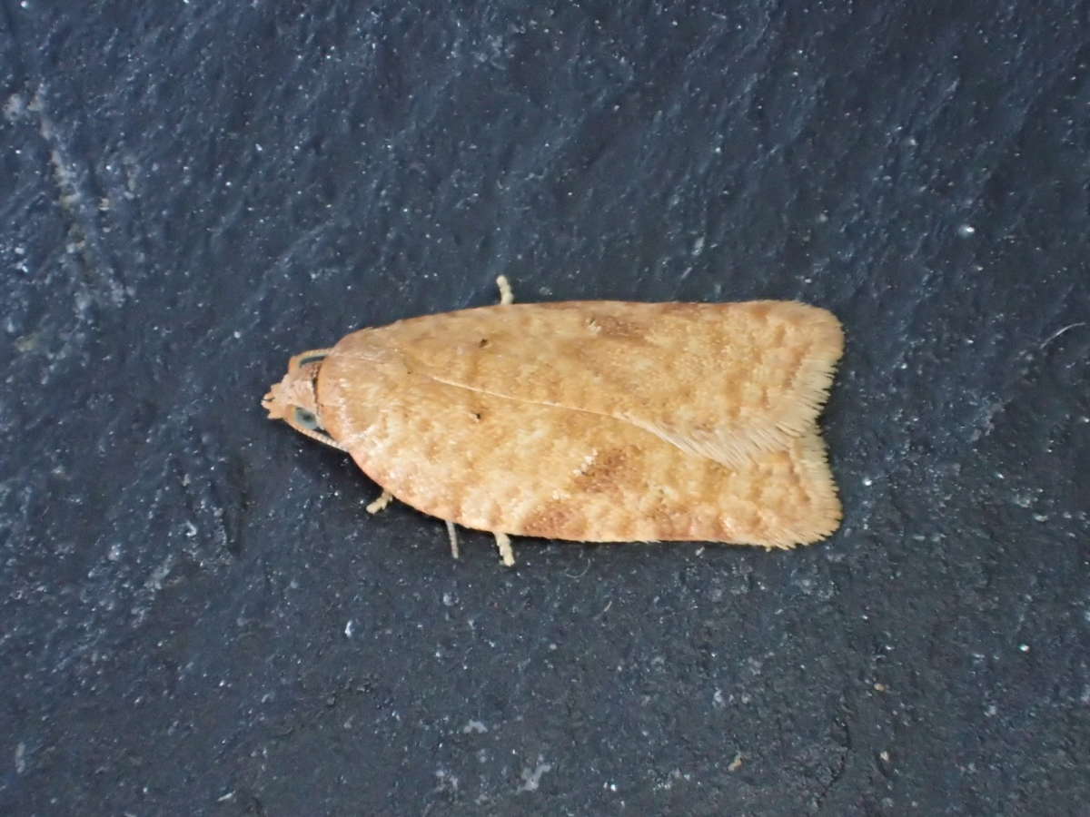 Rusty Birch Button (Acleris notana) photographed at Kings Wood by Dave Shenton 