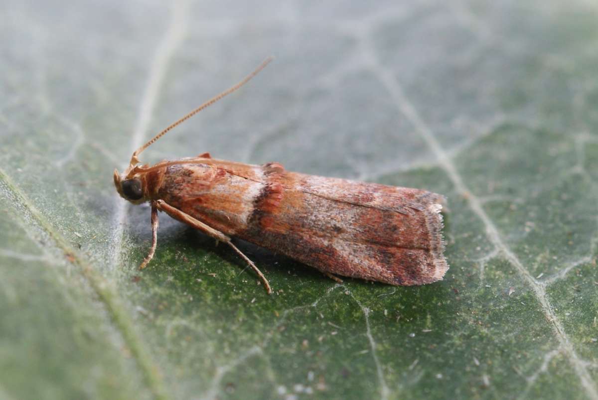 Scarce Oak Knot-horn (Acrobasis tumidana) photographed in Kent by Dave Shenton 