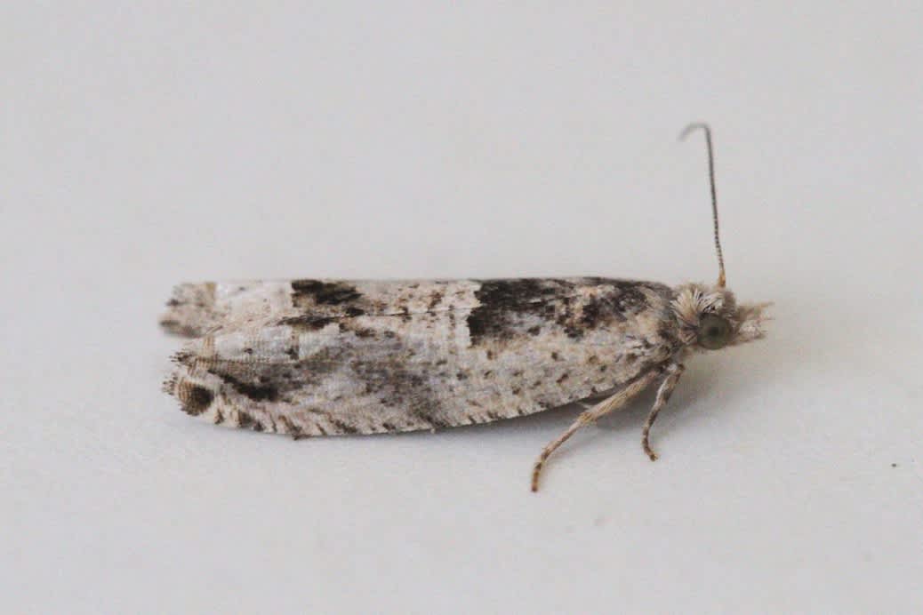 Southern Bell (Crocidosema plebejana) photographed in Kent by Josh Jones