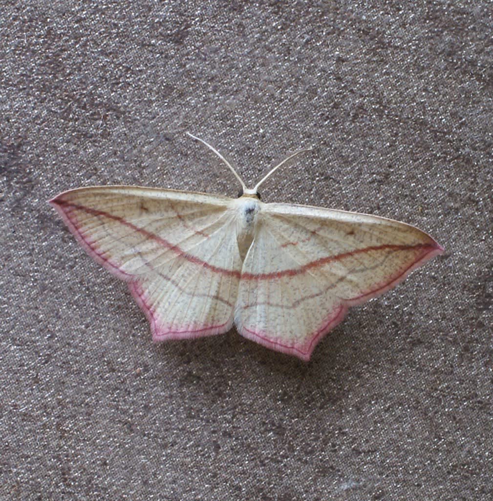 Blood-vein (Timandra comae) photographed at Aylesham  by Dave Shenton 