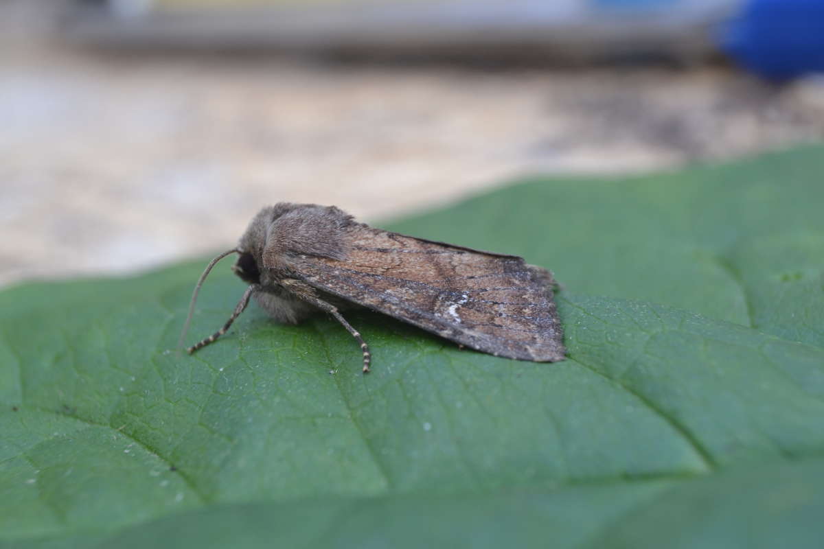 Scarce Brindle (Apamea lateritia) photographed at Saltwood  by Paul Howe