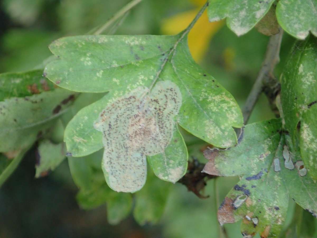 Hawthorn Midget (Phyllonorycter corylifoliella) photographed at Oare Gunpowder Works   by Dave Shenton 