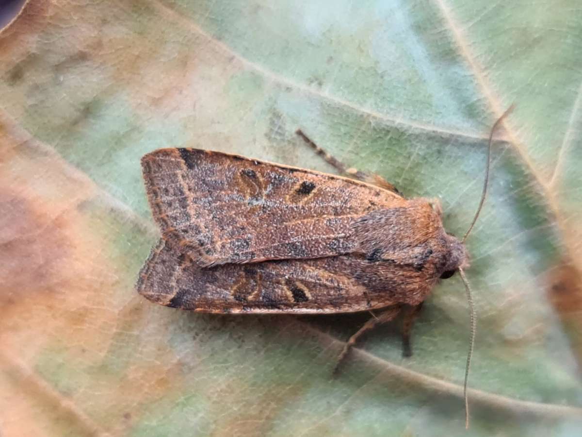 Beaded Chestnut (Agrochola lychnidis) photographed in Kent by Francesca Partridge 