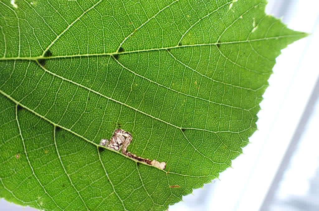 Lime Pigmy (Stigmella tiliae) photographed in Kent by Oliver Bournat 
