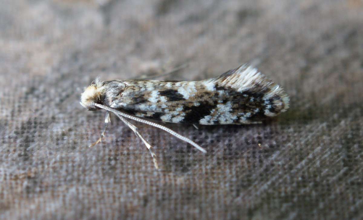 Cork Moth (Nemapogon cloacella) photographed at Aylesham  by Dave Shenton 