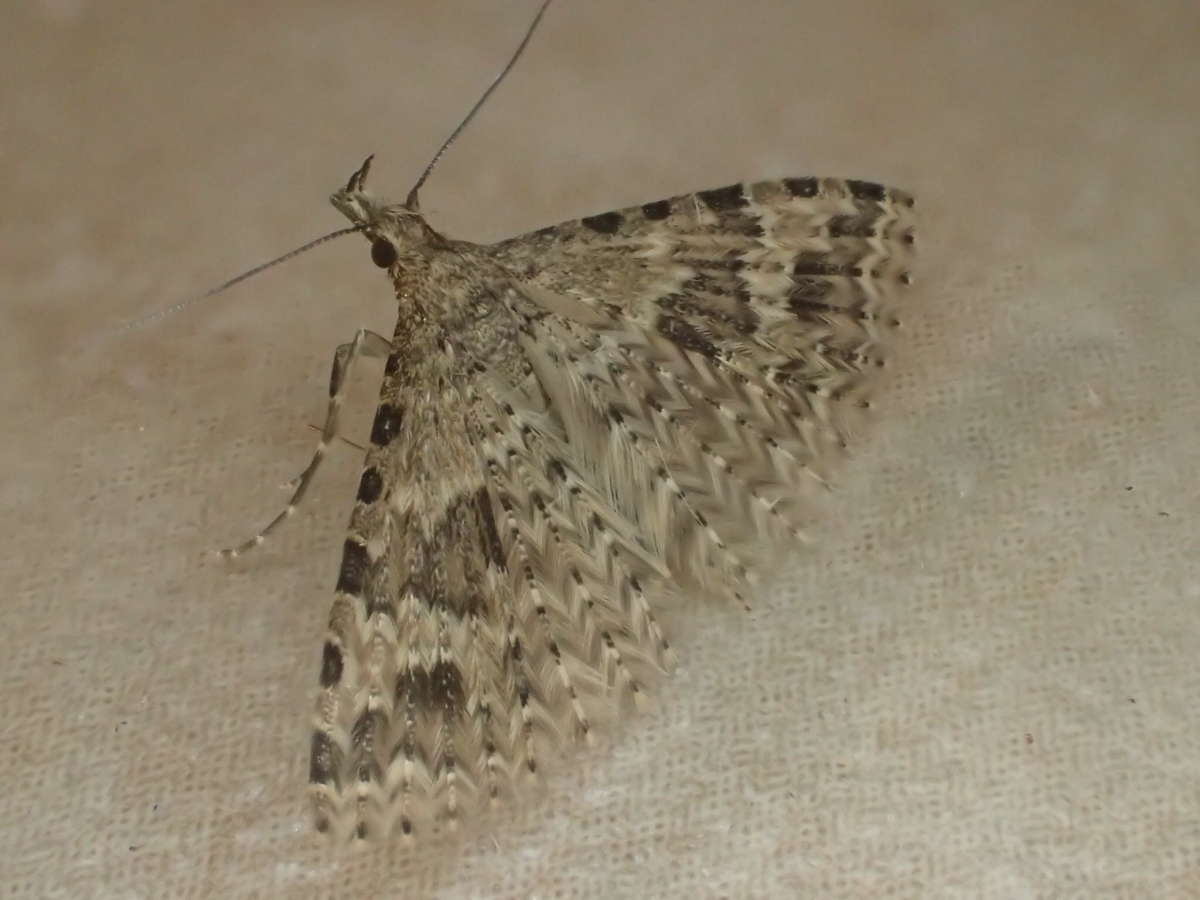 Twenty-plume Moth (Alucita hexadactyla) photographed in Kent by Dave Shenton 